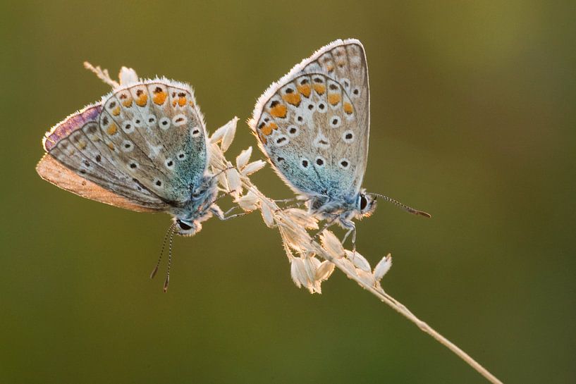 Ikarusblau im Gegenlicht von Jeroen Stel