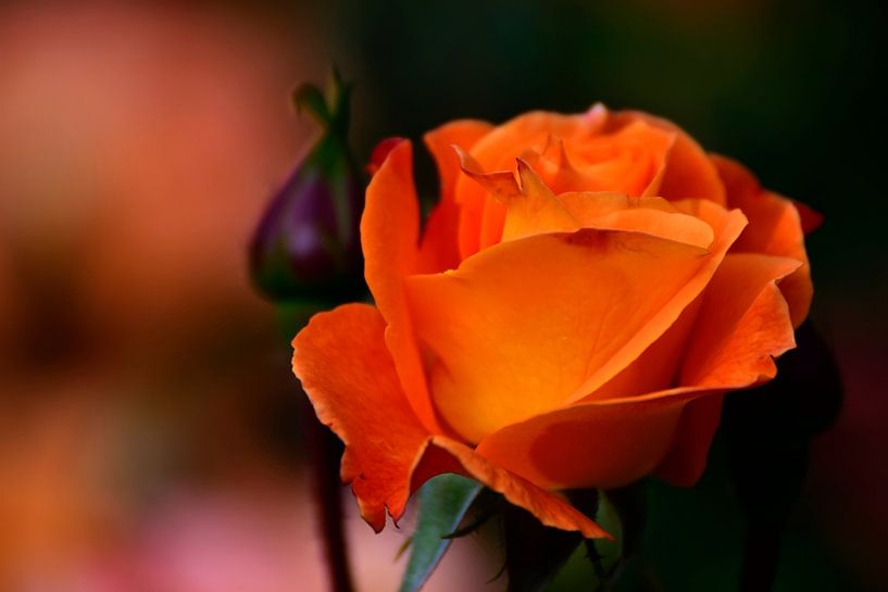 Orange Rose by Juergen Braun