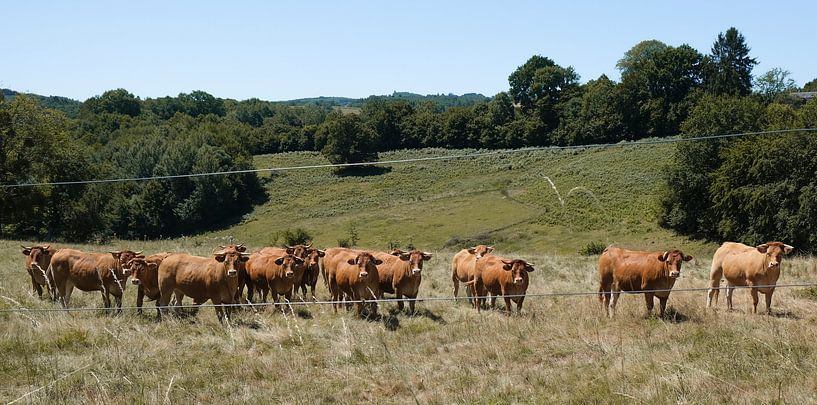 Les vaches françaises par Karin van Bylevelt