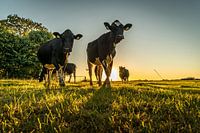 Kühe in der Abendsonne