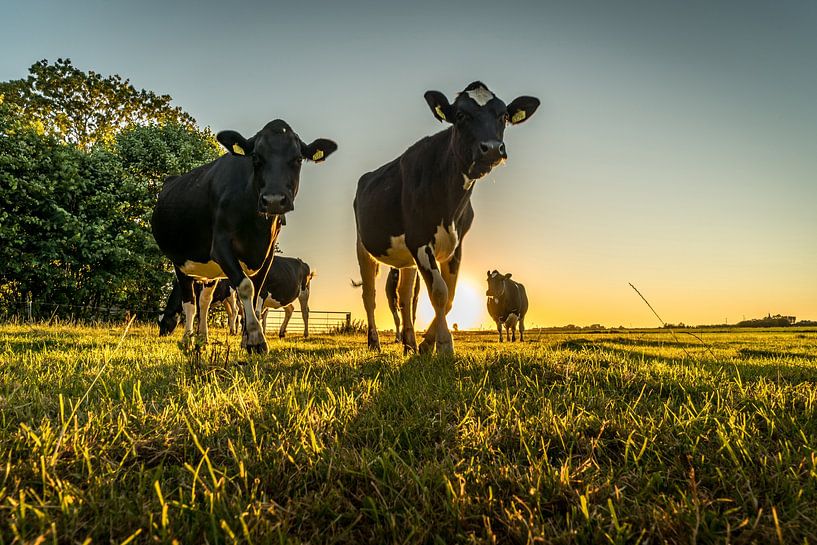 Kühe in der Abendsonne von piet douma