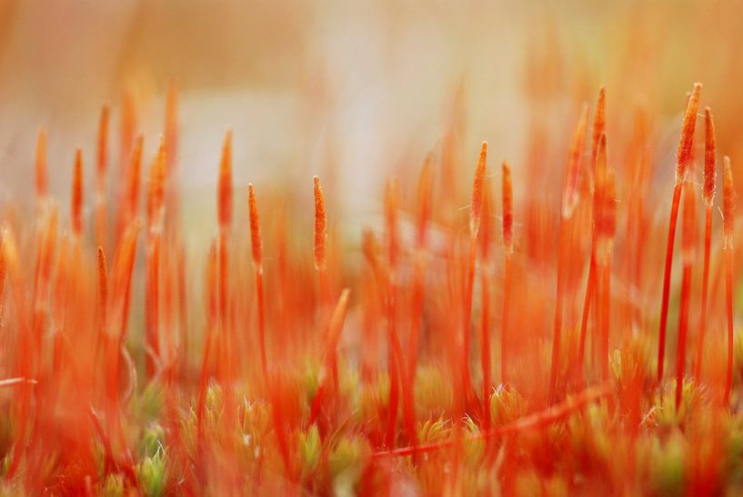 Ruig haarmos vrouwelijke sporenkapsels by Margreet Frowijn