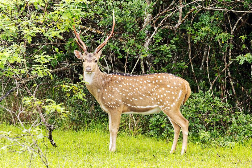 Deer in Sri Lanka. by Rijk van de Kaa
