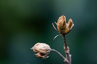 Autumn in the garden - part 1.