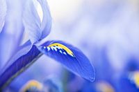 Blaue Iris