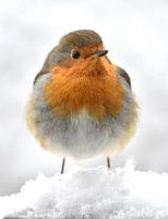 Robin im Schnee.