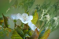 Fleurs de cerisier tourmentées