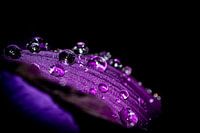 Blune with water droplets