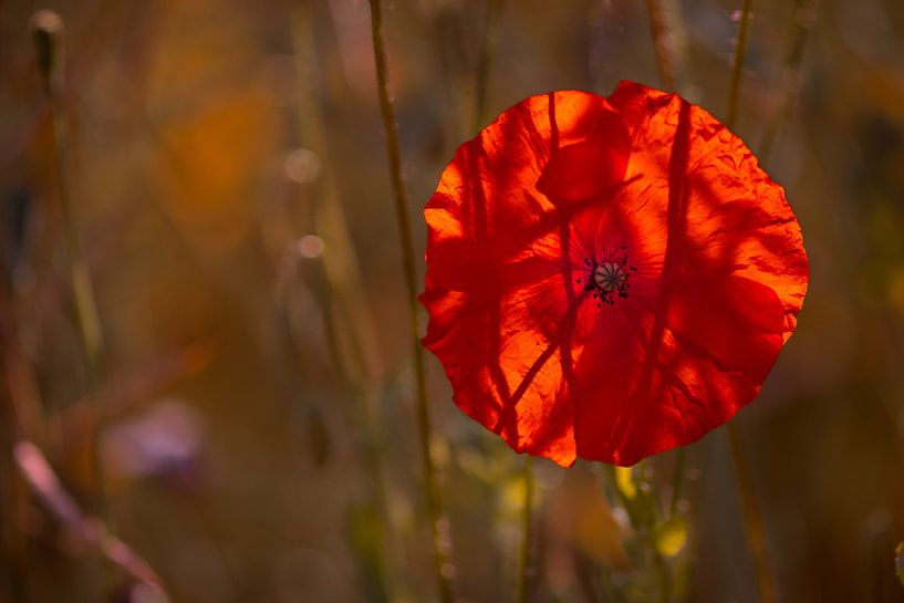 Poppy early morning by Kurt Krause