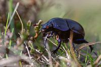 Close-up of dung beetle
