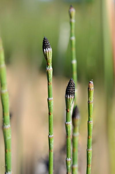 Prêles von Martine Affre Eisenlohr