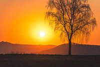 Sonnenuntergang im Frühling mit kahlen Bäumen