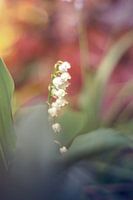 muguet