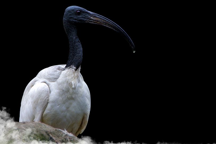 Ibis point noir par Guido Heijnen