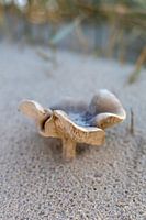 Zandpaddestoel aan de kust van Breskens Zeeland