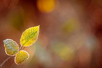 Een blad in het najaar