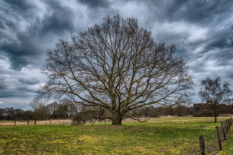 Die alte Eiche von arie oversier