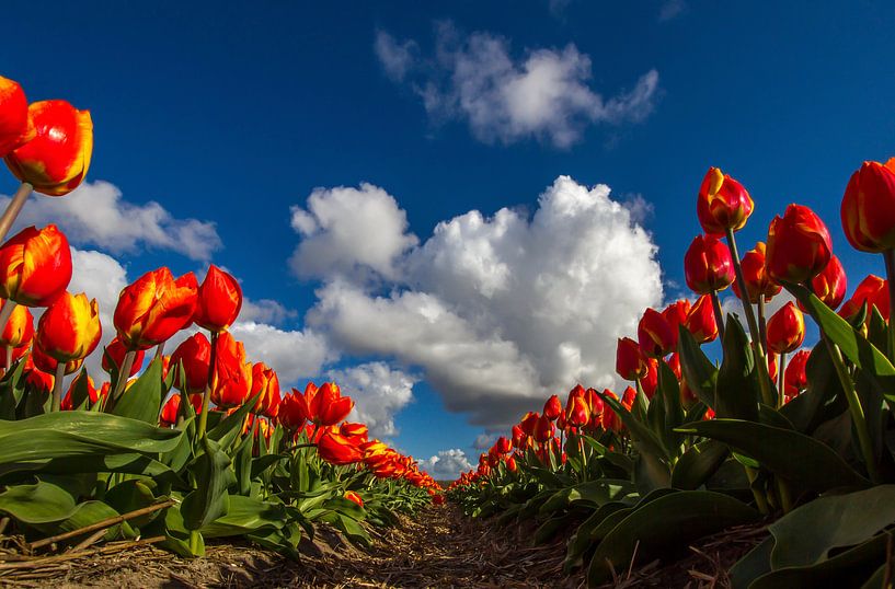 Holländische stolz von Eus Driessen