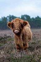 Scottish highlander calf comes to take a look