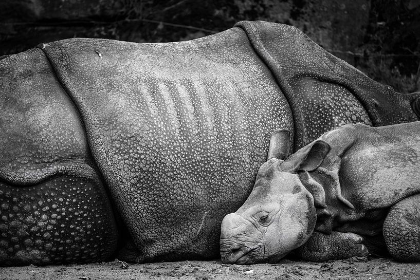Mütterliche Liebe von Maarten Mensink