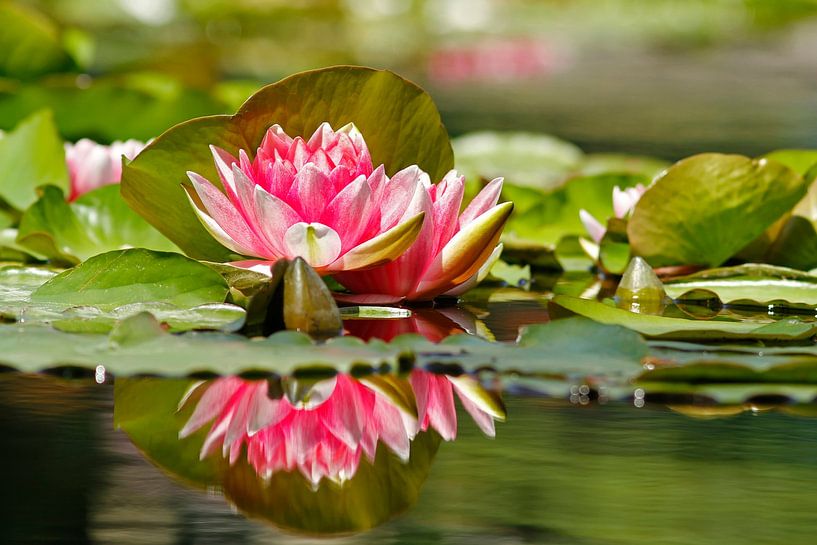 Seerose von Heiko Lehmann