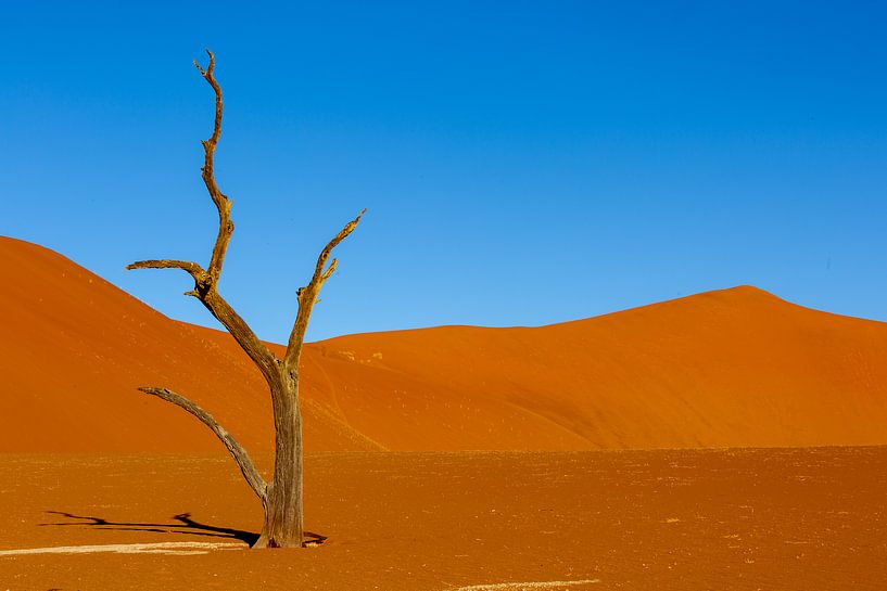 Dead trees in Deadvlei, Namibia by Fototante