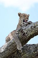 Die Schönheit der Serengeti