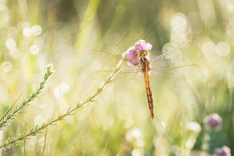 kleurrijke beekoeverlibel par Francois Debets