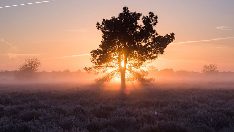 Magischer Morgen – Nationalpark De Loonse en Drunense Duinen von Laura Vink