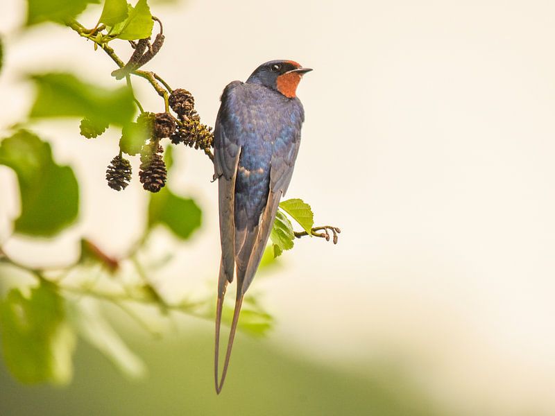 Schwalbe von Tara Kiers