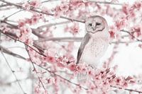 Schönes Foto einer Eule inmitten von Frühlingsblüten - perfekt für Naturliebhaber und Innenräume