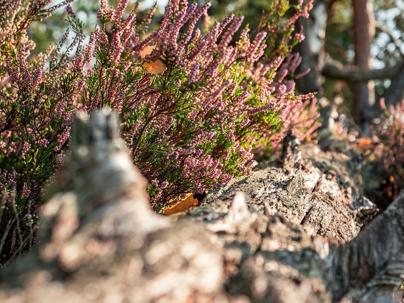 Lampertstein, Saxon Switzerland - In the heather by Pixelwerk