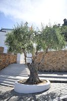 Old olive tree