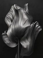 Schwarze Tulpe, Tulpe Modern