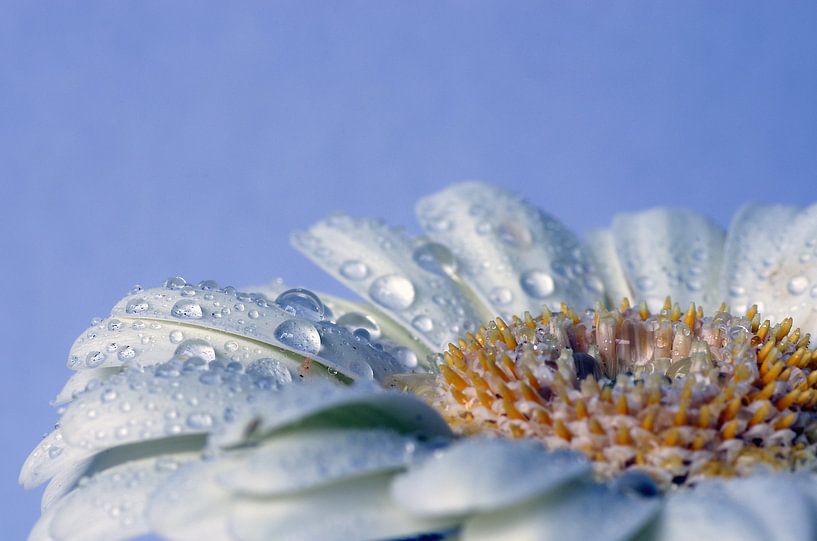 Das gefällt mir! Makrofotografie Gerbera von Watze D. de Haan