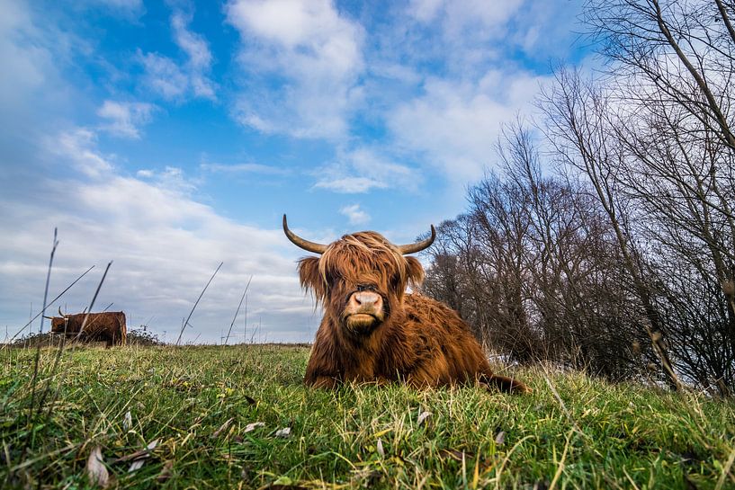 Highlander écossais par Patrick Verhoef