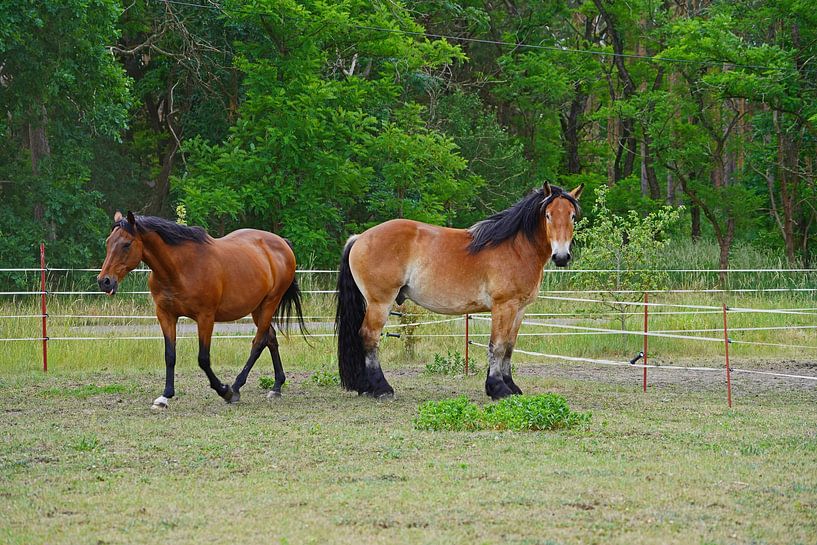 Trakehner Feldmeyer et Rheinisch Deutsches Kaltblut Enzo par Babetts Bildergalerie