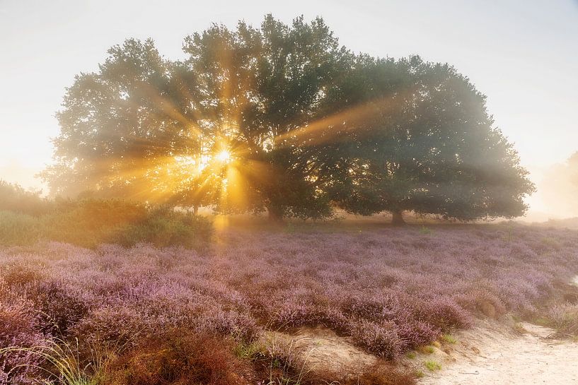Des rayons de soleil au-dessus de la bruyère pourpre par Monique van Genderen (in2pictures.nl fotografie)