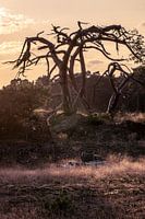 A dead characteristic tree in the evening light.