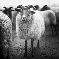 Drenther Heidschnucken