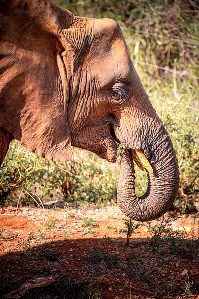Eléphant du Kenya, Afrique dans la savane du parc national de Tsavo par Fotos by Jan Wehnert