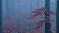 Mysteriöser Wald, in Nebel gehüllt, Baum mit rot/braunen Blättern.