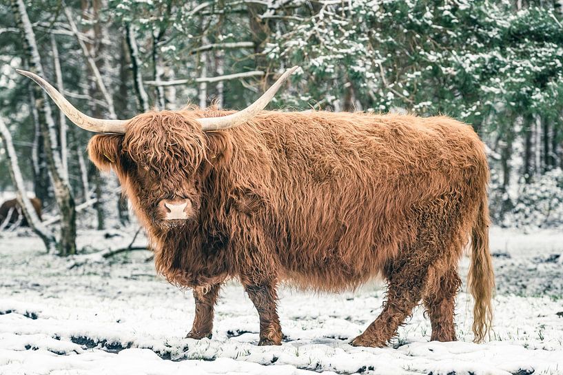 Bovins écossais des Highlanders dans la neige en hiver par Sjoerd van der Wal Photographie