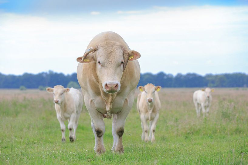 Blonde d'Aquitaine-Stier mit zwei seiner Kälber auf der Weide von Henk van den Brink