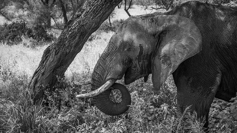 Elefant von Dennis Bliek