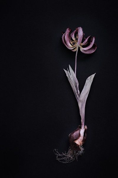 dried tulip with bulb by Karel Ham