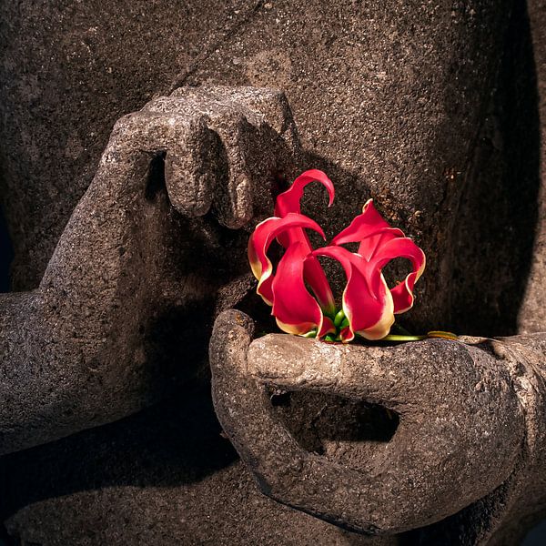 Les mains de Bouddha avec une fleur rouge par Affect Fotografie