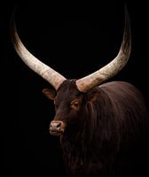 Porträt Watusi-Rind