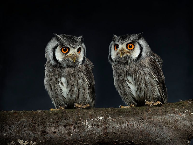African white-face dwarf owl by Fronika Westenbroek