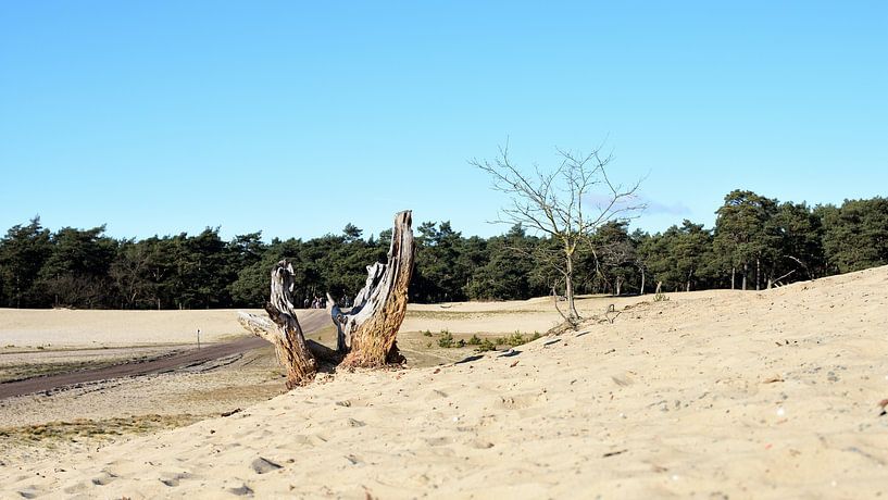 Souche et arbre sur une dérive de sable par Gerard de Zwaan